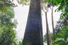 CSR - October 2019 - Tree Planting at Taman Tugu