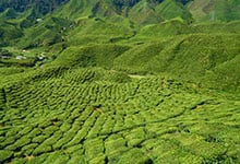 在马来西亚旅行