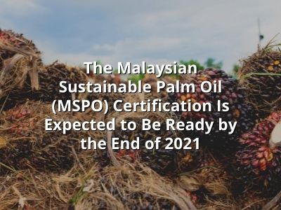 The Malaysian Sustainable Palm Oil (MSPO) Certification Is Expected to Be Ready by the End of 2021 The Malaysian Sustainable Palm Oil (MSPO) Certification Is Expected to Be Ready by the End of 2021