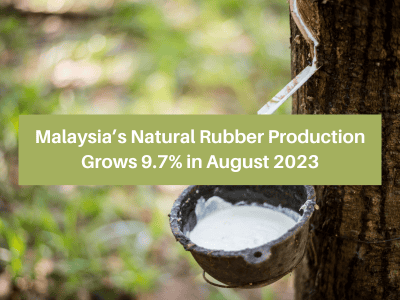 Malaysia’s Natural Rubber Production Grows 9.7% in August 2023 Malaysia’s Natural Rubber Production Grows 9.7% in August 2023